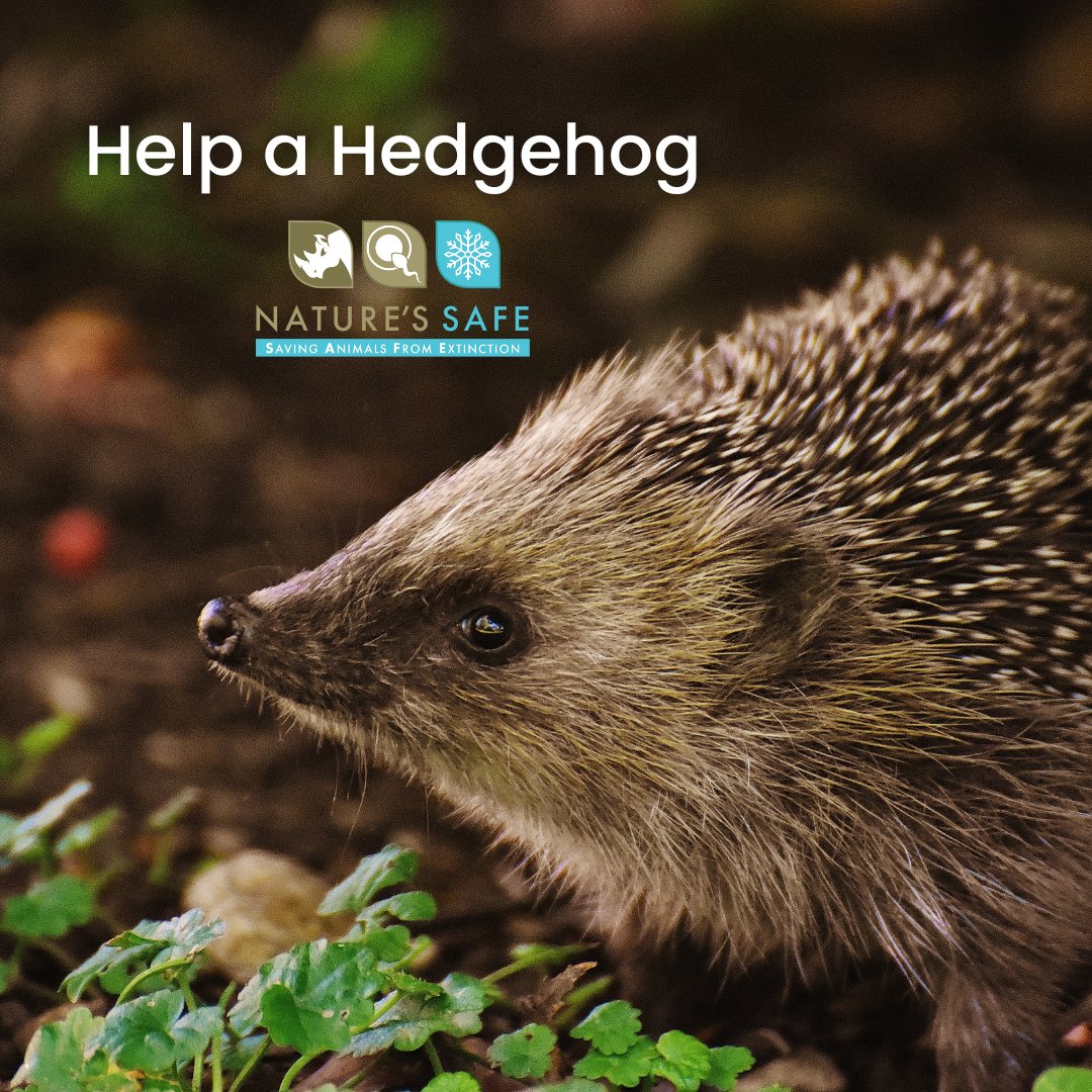 Winter is on it’s way, and that means it’s a pretty important time for wildlife here in the UK. Around October, hedgehogs start going into hibernation - so now is the time to give them a helping hand with some extra food and a safe winter home. 
Read more: linkedin.com/posts/natures-…