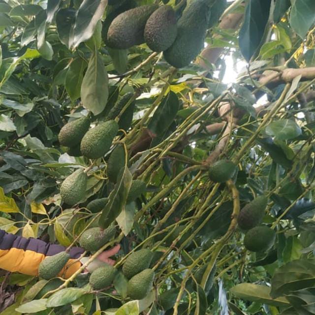 🔥🔥 🎯 👌 نتوفر في اقليم القنيطرة "المغرب" على 🥑 الأفوكادو بمختلف أصنافها: الهاس/الفويرتي/الزوتانو/الباكو...
للتواصل يجب عبر الواتسباب 212668680588+