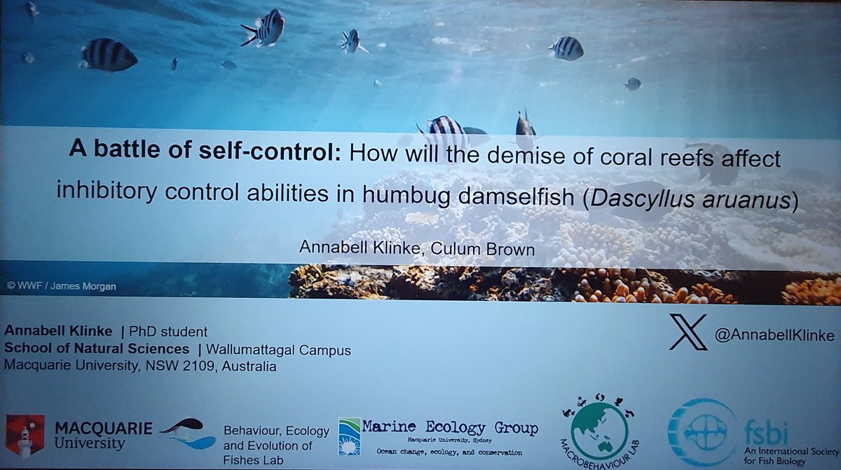 Love #damselfish? Curious how coral reef loss impacts their inhibitory control? Catch my talk at #ISBE2024 🐠 Session: Learning and Cognition, Eureka Room 3, 11:45 am.
Thanks to <a href="/TheFSBI/">fsbi</a> for the travel grant 💙
