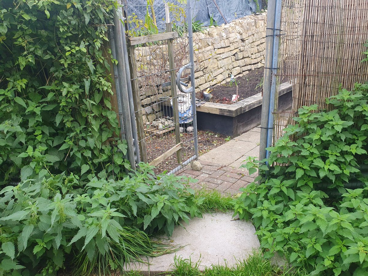 PoppinsDaycare1's tweet photo. Allotment maintenance this morning. We cleared the stingy nettles from the entrance and cut back the asparagus 👏🏻👏🏻 The pops love to get stuck in #firsthandexperience #teamwork #jobstodo #composting #autumn @CV_UHB @EarlyWales @EAS_EarlyYears @mmewcav @PlayWales @Cath_Perry_ https://t.co/4t3BK4u0Zc