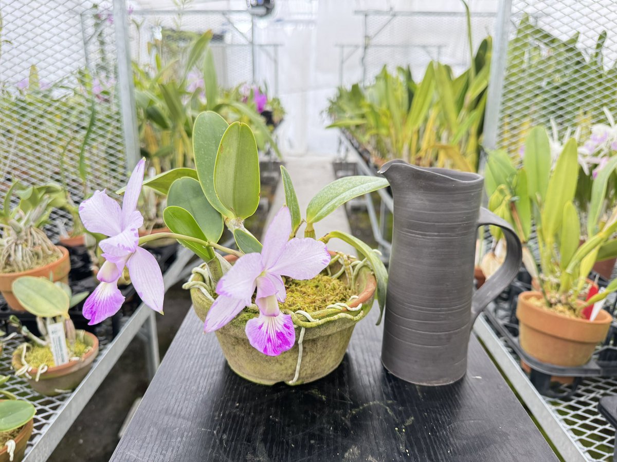 絞り模様のワルケ
絞り模様の花、時々見かけますよね
マキシマのセルレアとか凄かった✨

この形質はなかなか受け継がれないそう
自然ってほんと不思議✨

C. walkeriana ‘Joan Victor’