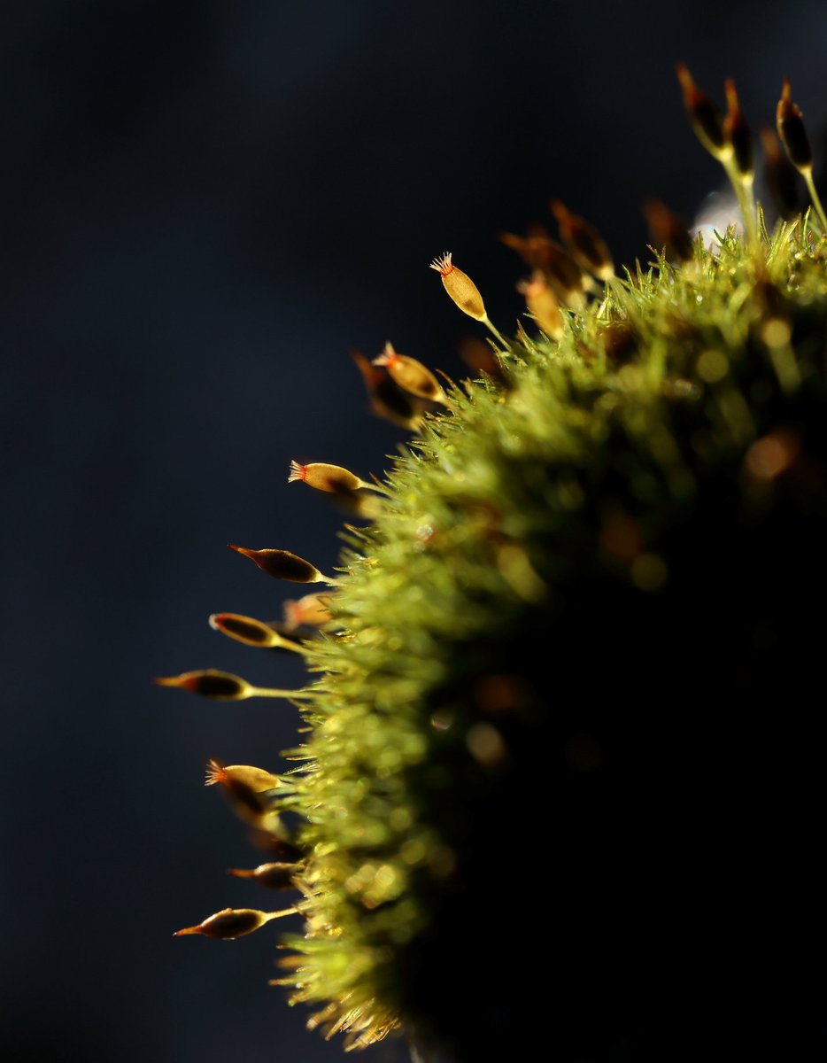 Bryophytes are plants that help to identify when a wood is part of #ScotlandsRainforest. But what exactly are bryophytes? Find out more in our blog: savingscotlandsrainforest.org.uk/blog/bryophyte… 
📷 Gordon Rothero