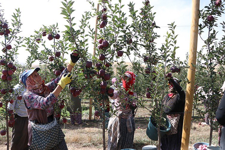 Sedat Serçe tweet media