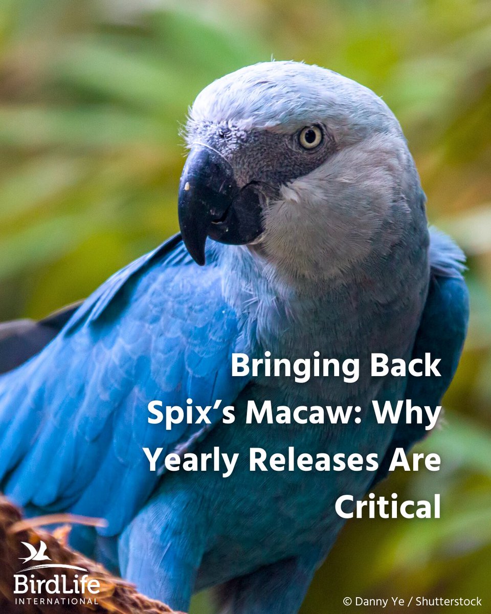 On the Brink Again: Saving Spix's Macaw 🚨

After being formally declared extinct in the wild in 2019, Spix's Macaw made a triumphant return to Brazil in 2022, even welcoming new wild chicks! 🐣

But now, government restrictions are putting this incredible comeback at risk. We