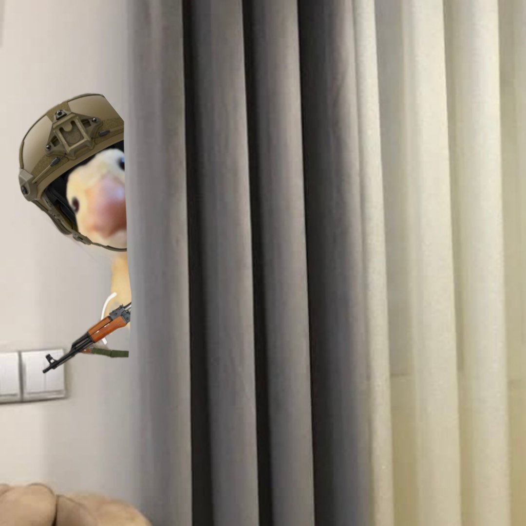 به همه زَنا تفنگ رسیده؟