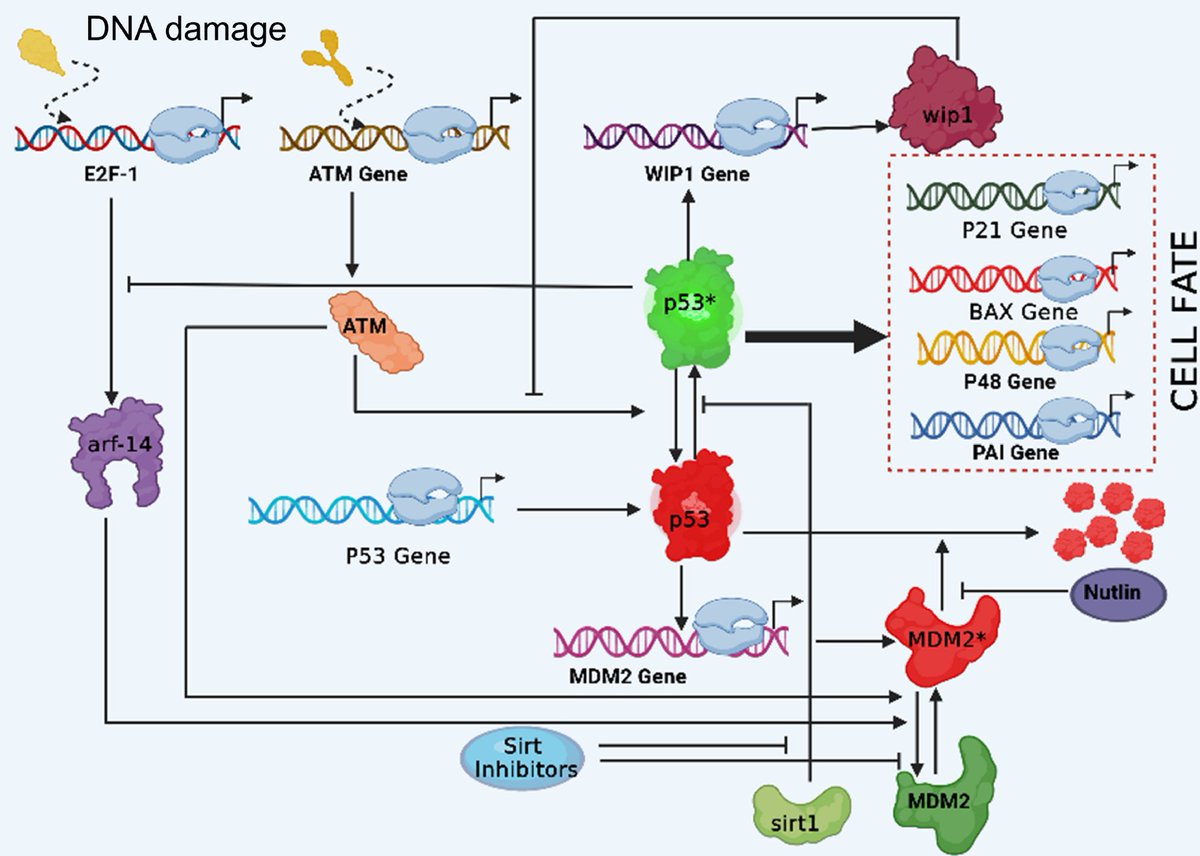 Happy to release this paper in collaboration with <a href="/PankajGautam406/">Pankaj Gautam</a> and <a href="/sudipta97473228/">sudipta sinha</a>, with contribution from our <a href="/isabella_ciu/">IsabellaC</a>, devoted to predicting p53-dependent cell transitions from thermodynamic models pubs.aip.org/aip/jcp/articl…. Our last release before new year kicks in🍎🍯
