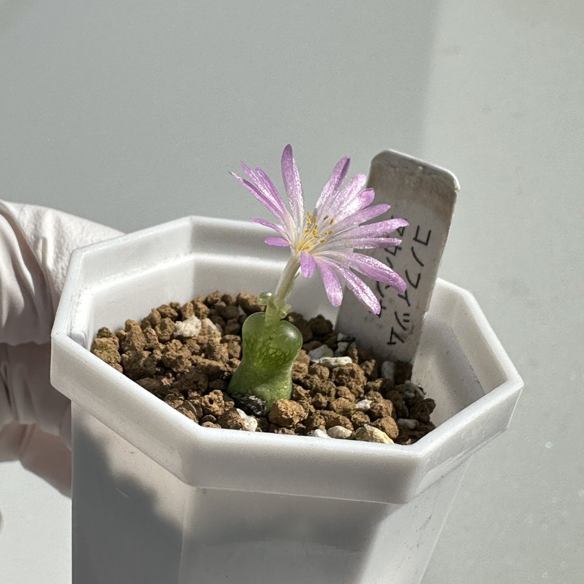 cawaii♡(*´˘`*)♡