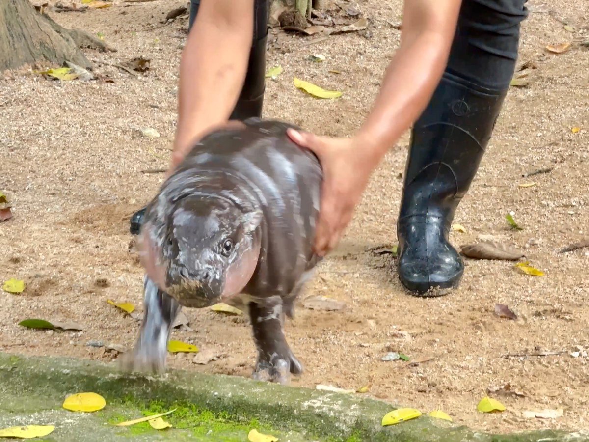 สวนสัตว์เปิดเขาเขียว Khao Kheow Open Zoo tweet media