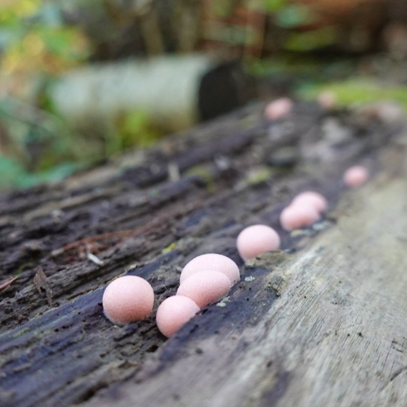 As the season changes, I'm seeing fewer mushrooms in the woods... But still managed to catch these guys yesterday.. #mushrooms #fungi