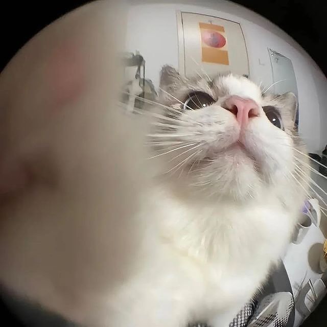 catshealdeprsn's tweet image. 