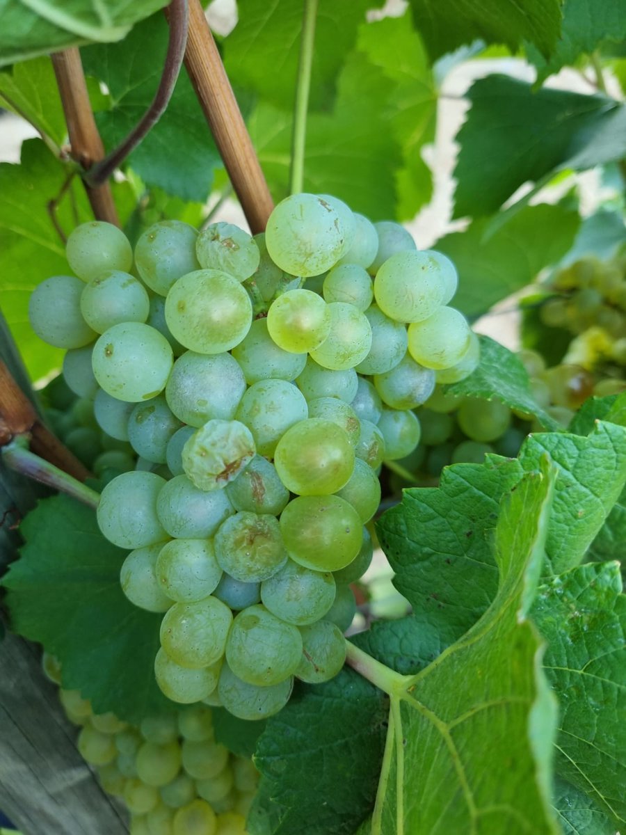 #Wine of the week: Our Black Marble Hill Chardonnay

For enthusiasts of white wines, the Black Marble Hill Chardonnay is a true delight, offering elegance and excellence in every bottle. 
SHOP: Black Marble Hill Chardonnay 2021 || Rhebokskloof Estate (obtainwine.com)