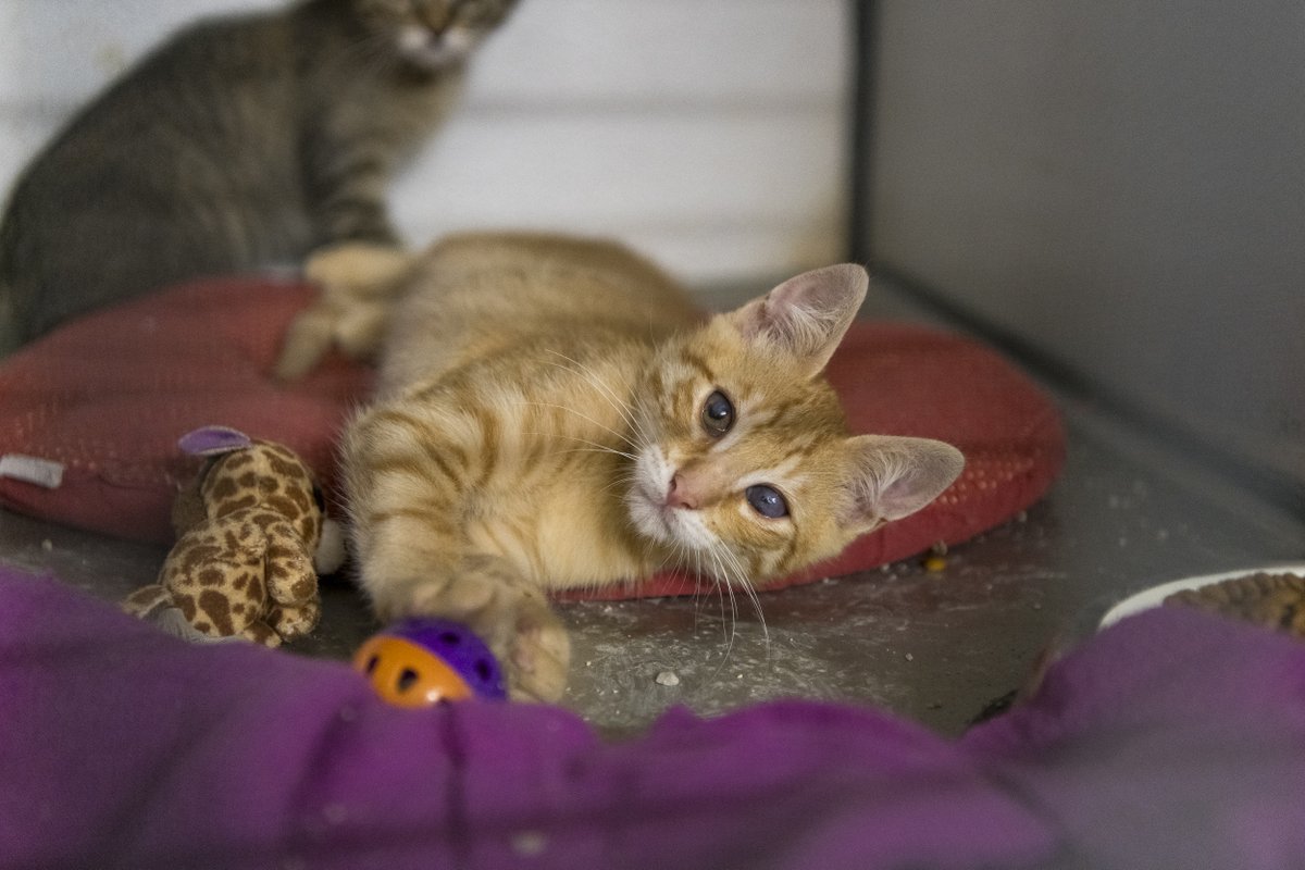 Protectora d'Animals d'Osona tweet media