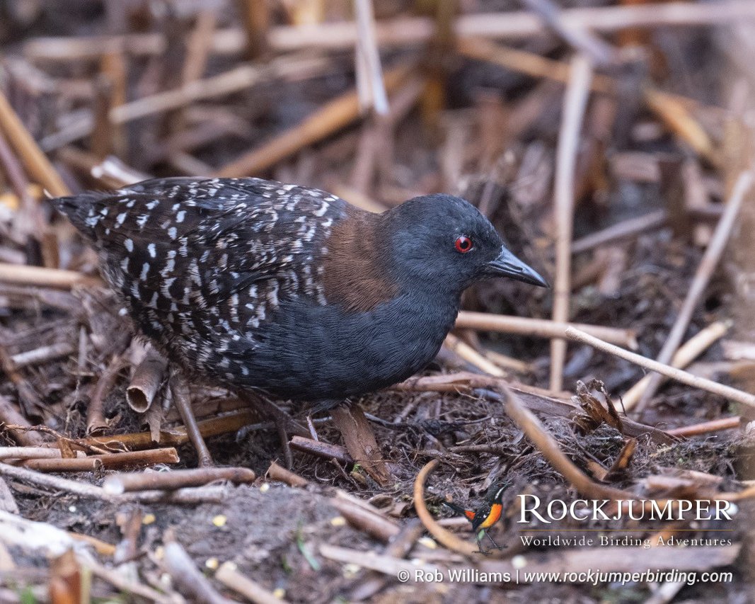 RockjumperTours's tweet photo. NEWS FROM THE FIELD! #RJNews - Rob Williams in Peru! 

Rob and his guests are having a great time on the Central Peru Rare Andean Endemic tour, seeing both the critically threatened endemic Junin Grebe,  the endemic tuerosi subspecies of Black Rail!

https://t.co/Wofh6KjOcG https://t.co/pLgoHCpkLv
