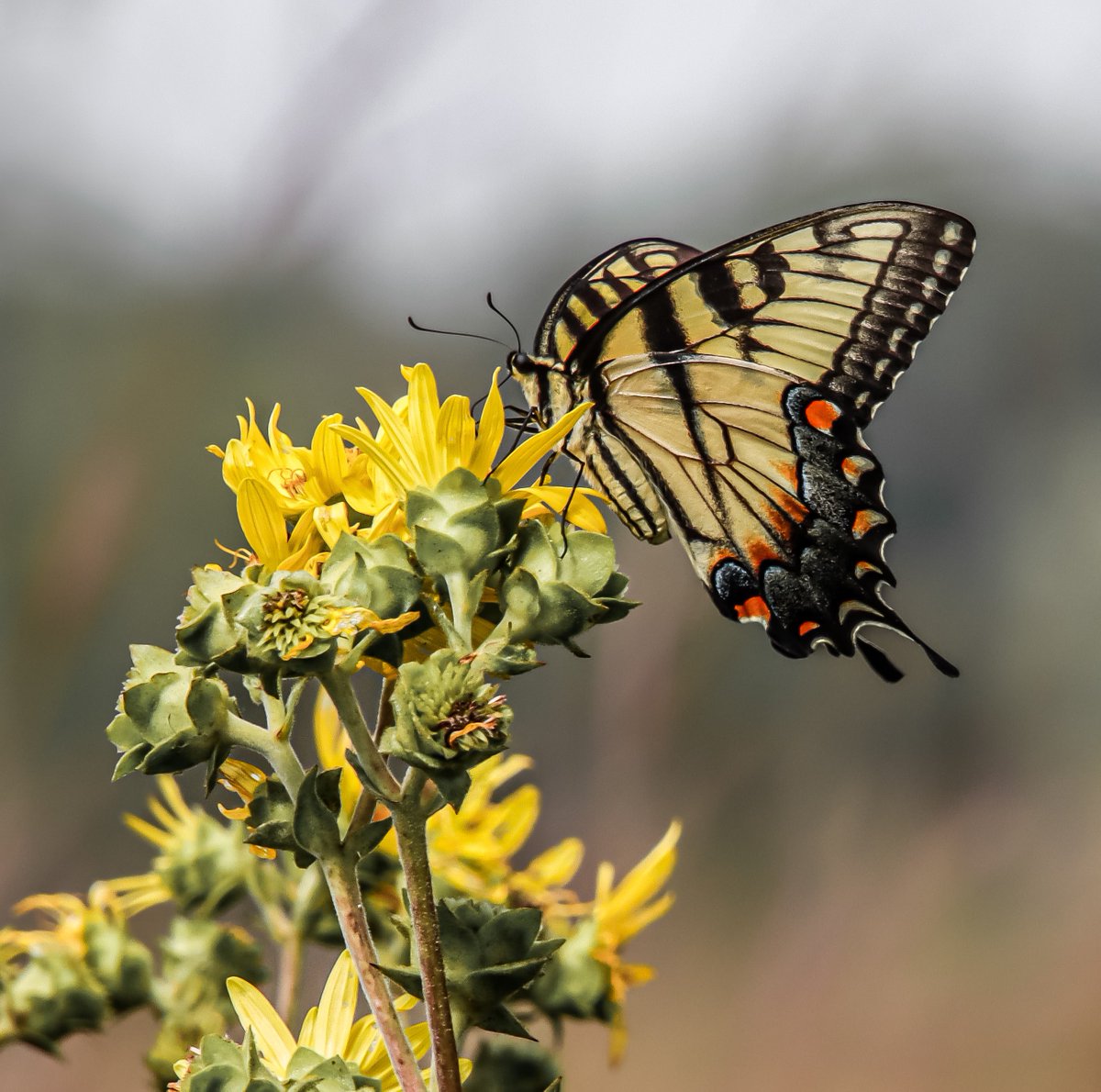 AdmiredArt tweet media