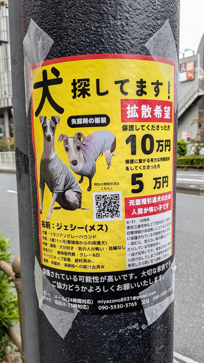 _______Kuroki's tweet image. この前二子玉川歩いてたら迷子犬のビラ貼られてて｢もう1か月前か…｣って思って写真だけ撮って帰ったんだけど、さっき何気なくQRコード読み取ったら23時間前の投稿もあってまだご家族が真剣に探してらしたので共有します。