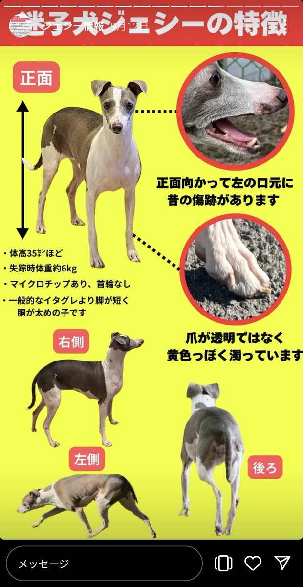 _______Kuroki's tweet image. この前二子玉川歩いてたら迷子犬のビラ貼られてて｢もう1か月前か…｣って思って写真だけ撮って帰ったんだけど、さっき何気なくQRコード読み取ったら23時間前の投稿もあってまだご家族が真剣に探してらしたので共有します。