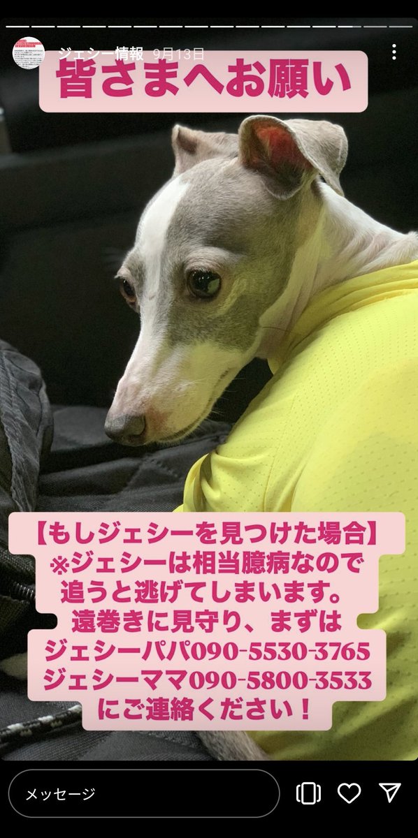 _______Kuroki's tweet image. この前二子玉川歩いてたら迷子犬のビラ貼られてて｢もう1か月前か…｣って思って写真だけ撮って帰ったんだけど、さっき何気なくQRコード読み取ったら23時間前の投稿もあってまだご家族が真剣に探してらしたので共有します。