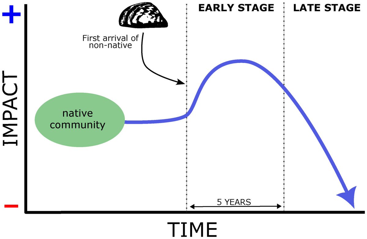 Ismael Soto (Iยฒ) (@ismasoto) on Twitter photo ๐ฆ๐ฆ Non-native species threaten biodiversity, but... how do native species respond over time?
โ๏ธCheck it in our latest paper in <a href="/GlobalChangeBio/">Global Change Biology</a> : onlinelibrary.wiley.com/doi/full/10.11โฆ Thanks to all: <a href="/HaubrockPhillip/">Dr. Phillip J. Haubrock</a> <a href="/ross_cuthbert/">Ross Cuthbert</a> <a href="/LaisCarneiro03/">Laรญs Carneiro, PhD</a> among others :) ๐ฆ๐ฆ Non-native species threaten biodiversity, but... how do native species respond over time?
โ๏ธCheck it in our latest paper in <a href="/GlobalChangeBio/">Global Change Biology</a> : onlinelibrary.wiley.com/doi/full/10.11โฆ Thanks to all: <a href="/HaubrockPhillip/">Dr. Phillip J. Haubrock</a> <a href="/ross_cuthbert/">Ross Cuthbert</a> <a href="/LaisCarneiro03/">Laรญs Carneiro, PhD</a> among others :)