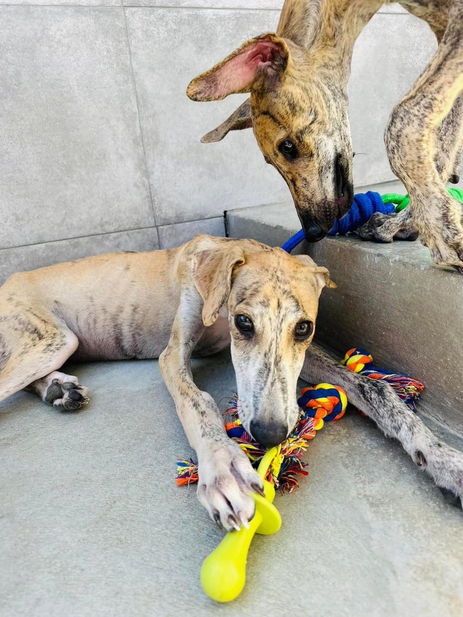 Galgos del Sol tweet media