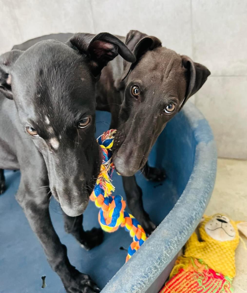 Smiles all around as all the Autumn pups are now reserved 😄😄😄
You guys are the best at sharing 🙌