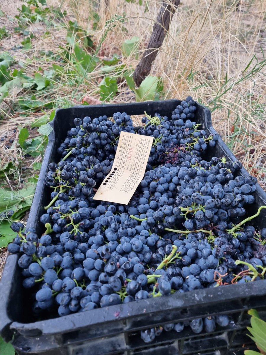 #Wine of the week: Our Black Marble Hill Syrah
This exceptional wine exemplifies the bold and expressive characteristics of the Syrah grape.
SHOP: Black Marble Hill Syrah 2019 || Rhebokskloof Estate (obtainwine.com)