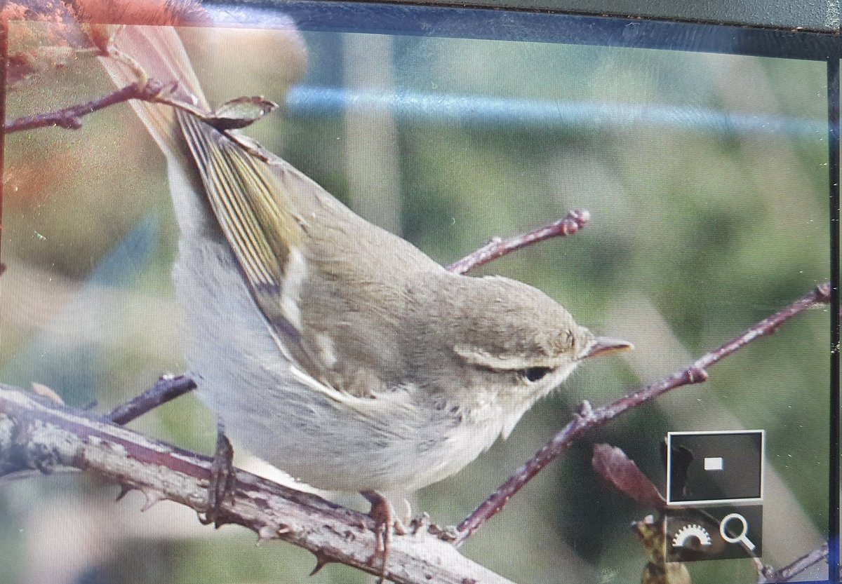 Oliver Metcalf (@metcow33) on Twitter photo Two-barred Greenish by Wildgoose Cottage, Whitestone, Whitby. Private road, absolutely no parking, don't drive this way!!! Walk along cliffs from Saltwick Bay or road from Abbey Headlands car park. No sign for 30 minutes. With <a href="/chrisgomersall1/">chris gomersall</a> <a href="/nybirdnews/">NorthYorksBirdNews</a> Two-barred Greenish by Wildgoose Cottage, Whitestone, Whitby. Private road, absolutely no parking, don't drive this way!!! Walk along cliffs from Saltwick Bay or road from Abbey Headlands car park. No sign for 30 minutes. With <a href="/chrisgomersall1/">chris gomersall</a> <a href="/nybirdnews/">NorthYorksBirdNews</a>