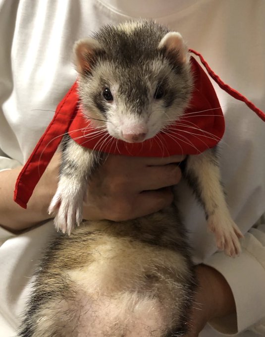 マークちゃんがマーク大明神だった頃の 