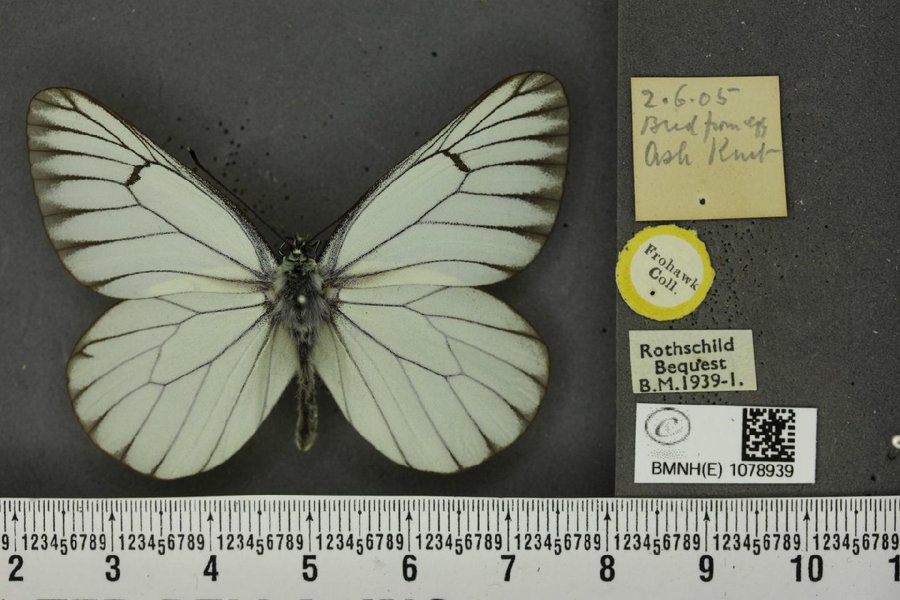 Science at the Natural History Museum (@nhm_science) on Twitter photo Butterfly decline and genomics: the case of the Black-veined White - a great scrollytelling explanation of research from <a href="/rebeccawhitla/">Rebecca Whitla 🏳️🌈</a> <a href="/KorneelHens/">Korneel Hens</a> <a href="/CasperJBreuker/">Casper_J_Breuker</a> @saadarif81
👉🦋saadarif.github.io/BVW-LastDays/ Butterfly decline and genomics: the case of the Black-veined White - a great scrollytelling explanation of research from <a href="/rebeccawhitla/">Rebecca Whitla 🏳️🌈</a> <a href="/KorneelHens/">Korneel Hens</a> <a href="/CasperJBreuker/">Casper_J_Breuker</a> @saadarif81
👉🦋saadarif.github.io/BVW-LastDays/