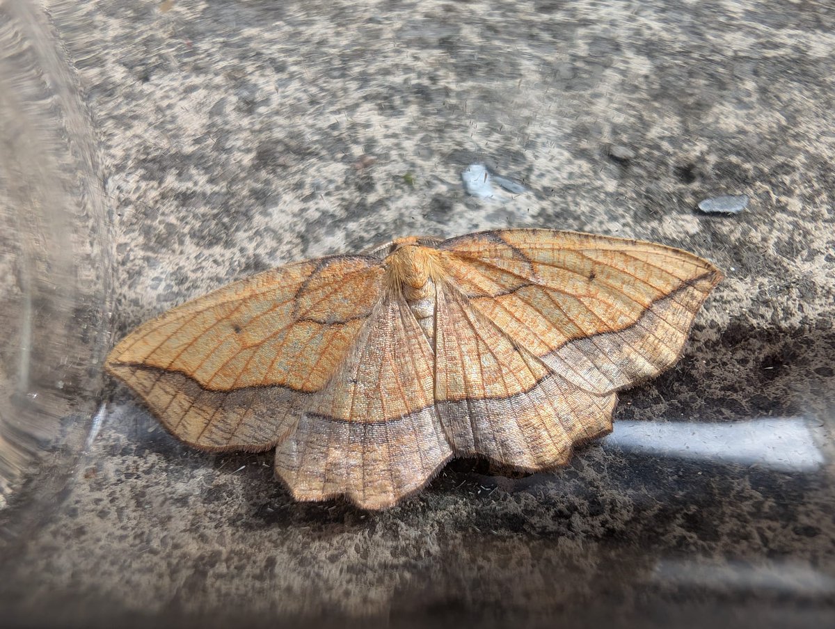 55 moth of 16 species today........
Including this Bordered Beauty (Epione repandaria) 😍