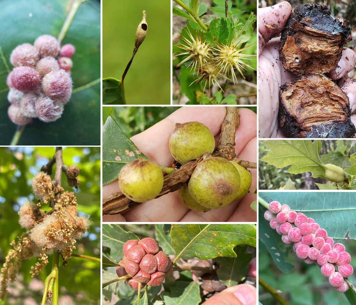 BDJournal (@biodatajournal) on Twitter photo GallOnt is a structured glossary of gall phenotype terms to facilitates natural language and semantic descriptions of gall forms and forge connections to knowledge generated through model organism research. Find out more about it here: doi.org/10.3897/BDJ.12… <a href="/cyclingcynips/">Charles Davis</a> GallOnt is a structured glossary of gall phenotype terms to facilitates natural language and semantic descriptions of gall forms and forge connections to knowledge generated through model organism research. Find out more about it here: doi.org/10.3897/BDJ.12… <a href="/cyclingcynips/">Charles Davis</a>