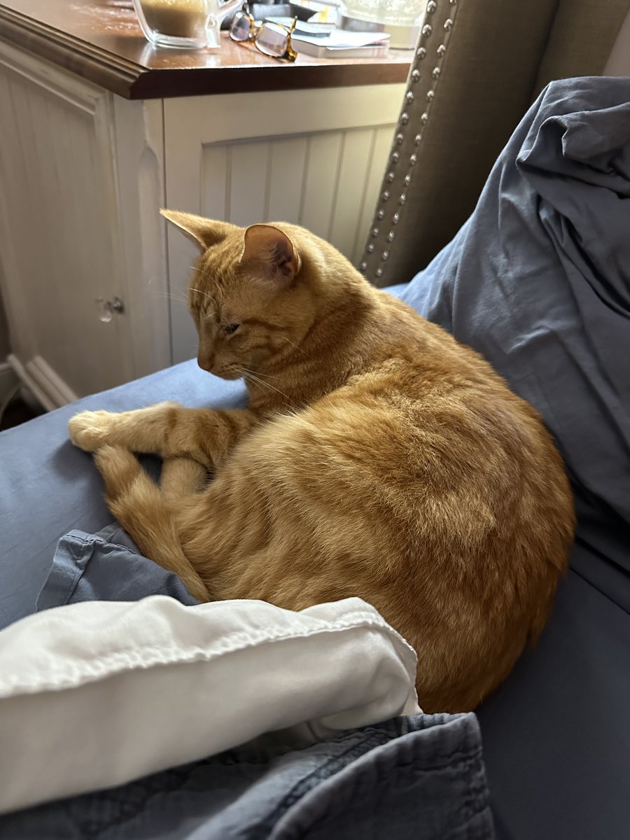 1funnyfarmAdams's tweet image. Does anyone else move very slowly when they get up so they don’t disturb the cat?😹.                 #cattwitter