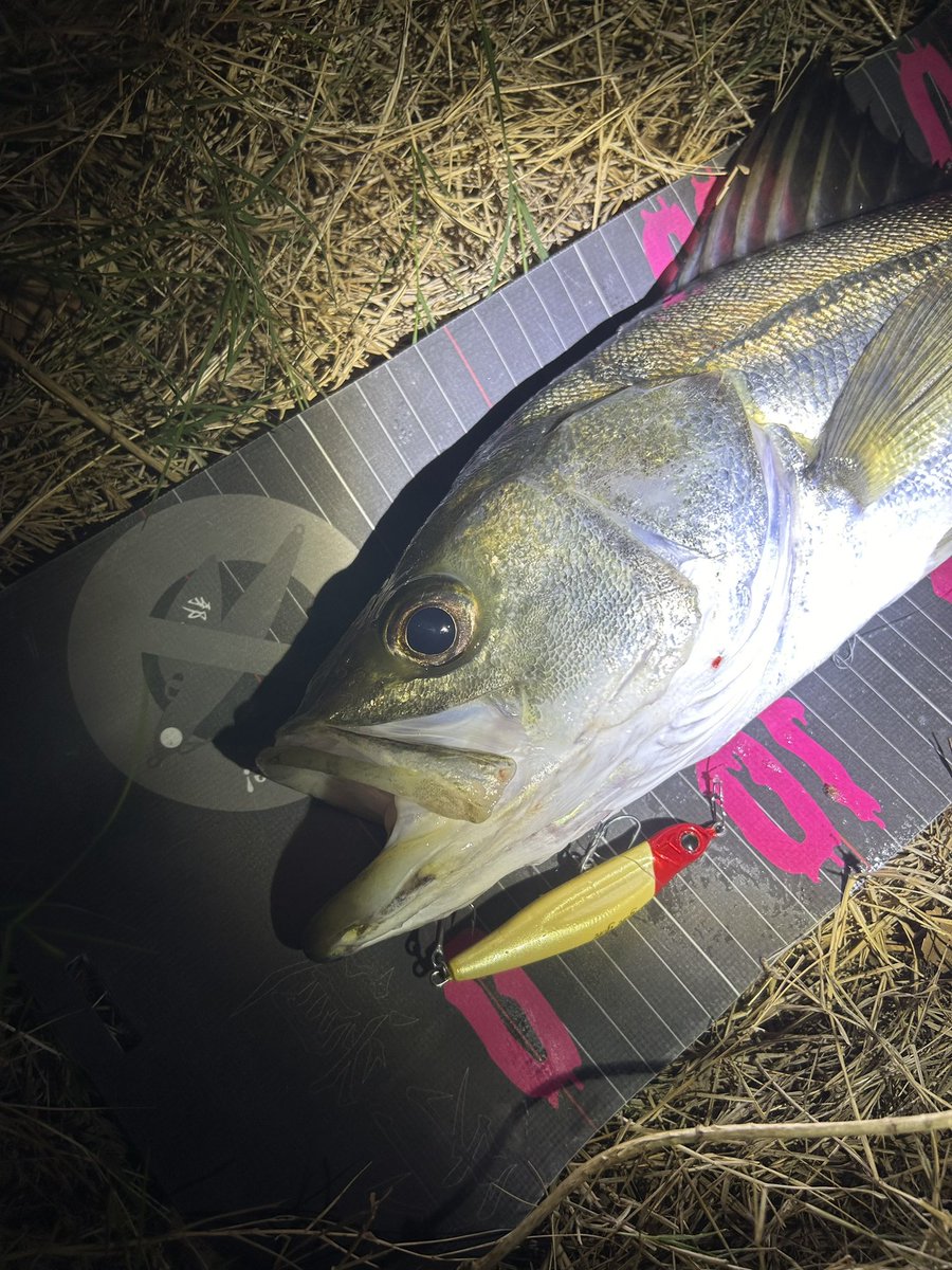 shotaro_kikuchi's tweet image. 学校帰りに運河シーバス🎣
足場が高いのでどうしても水を噛むルアーか重たいルアーが重宝する。
ヨレヨレを明暗に流し込んで。
細かいのが多いですが、かなりバイトはありました。
ブルーフックmhの８番ですがこちらも刺さり強度共にかなり良さげです😆
#jadoproducts
#ヨレヨレ
#東京シーバス
#PR