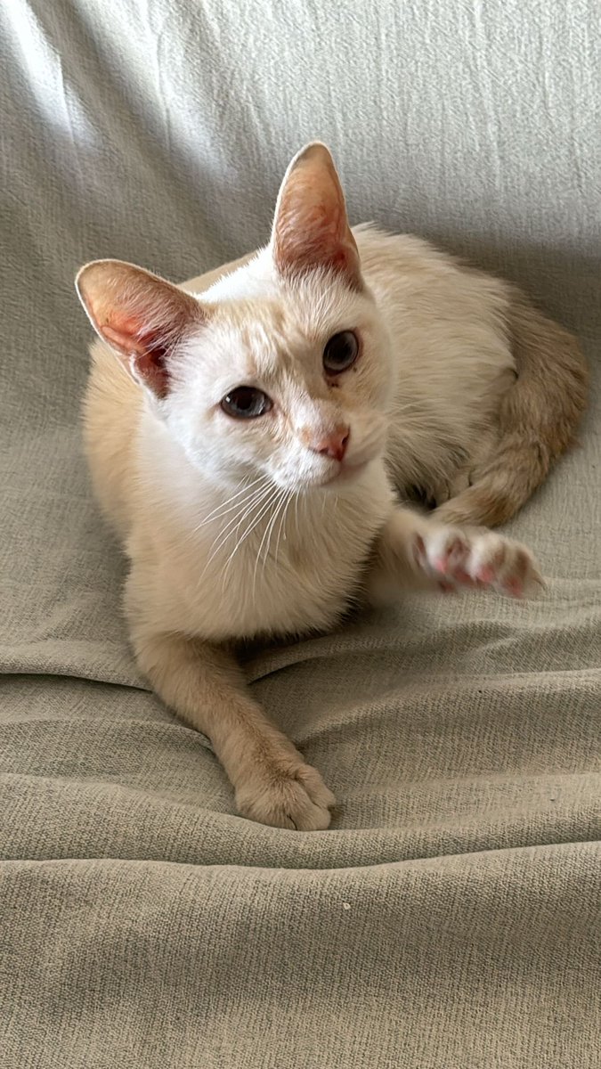 NECESITA HOGAR ‼️ 
Hace unas semanas nos encontramos a esta gatita, estaba desnutrida y con heridas, se notaba que no estaba adaptada a la calle. Es tremendamente buena y cariñosa, muy sociable con humanos. Se entrega vacunada y con revisión veterinaria.