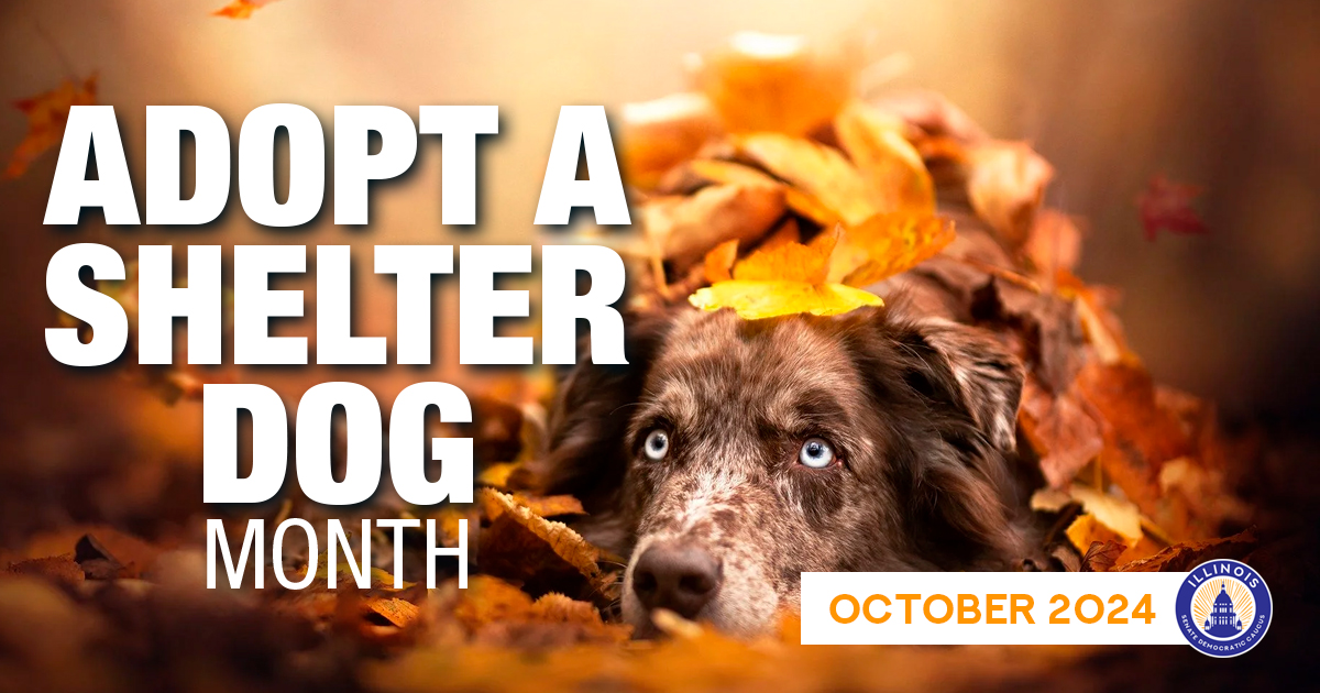 Are you considering a furry new addition to the family? Consider adoption! This Adopt a Shelter Dog Month, give a rescue dog a second chance and make room at your local shelter for another animal in need.