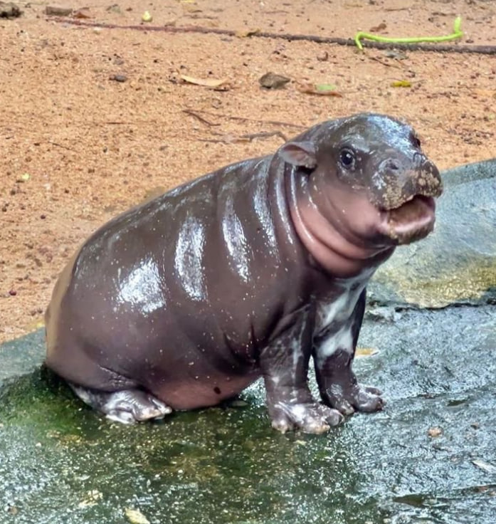 Hi, say it back. Love you cutie 🥰🥹✨❤️
#moodeng....#Chonburi, Thailand##
