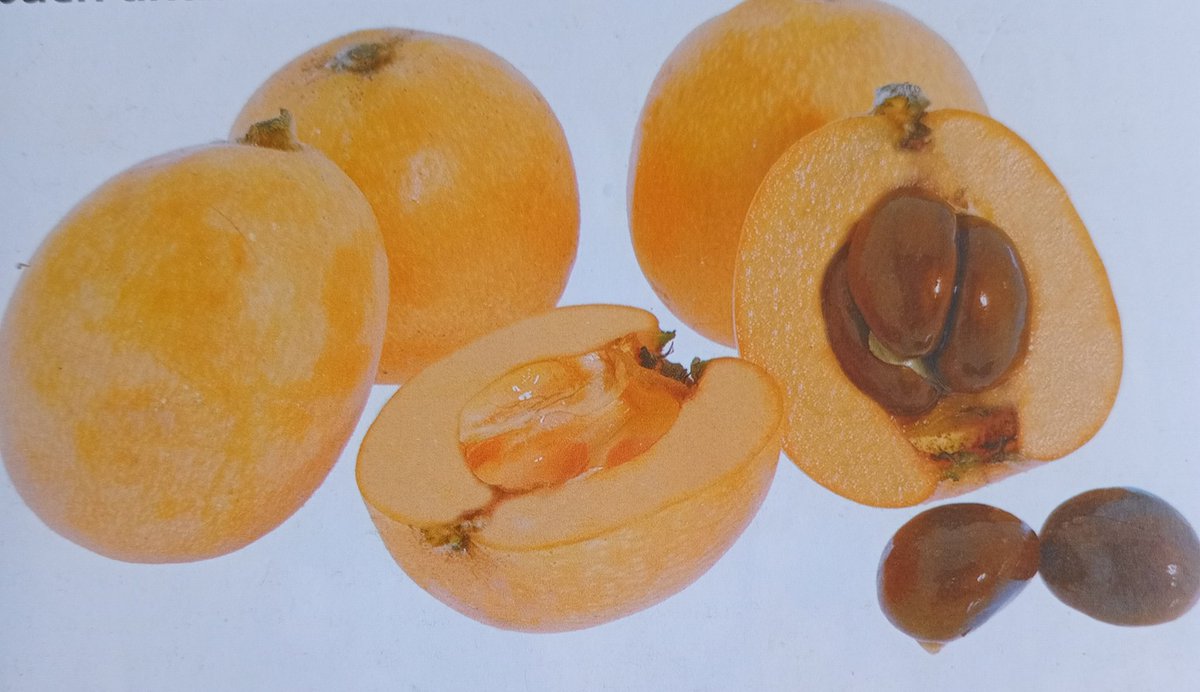 VICTORSILVES63's tweet photo. EL NÍSPERO UNA FRUTA TAN  DULCE, QUE BAJA LOS NIVELES DE GLUCOSA , TAN MEDICINAL QUE DESTRUYE EL VIRUS DEL PAPILOMA HUMANO, LO MISMO QUE LA HEPATITIS Y MUY EFECTIVO CONTRA EL CÁNCER  DE GARGANTA ( NASOFARINGE ), CUANDO ES PROVOCADO POR EL VPH.
QUE DICEN LOS ESTUDIOS ?.
VEAMOS : https://t.co/pxrRbVQTYq