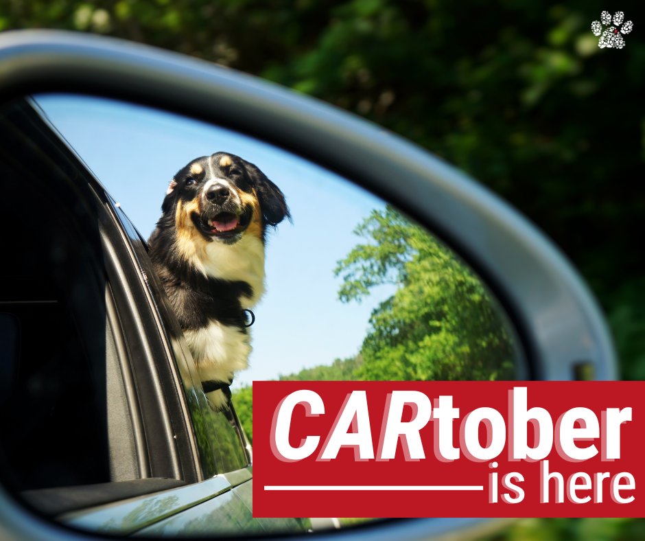 SavingAPaw's tweet photo. We're kicking off #Cartober! Join us in this month-long initiative to donate your vehicle, running or not, and help support our mission at WPP. Your donation can make a big difference! https://t.co/02a80eTNC7 https://t.co/B7ZJFoClwG