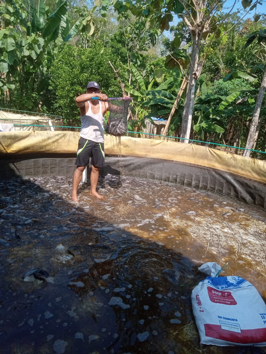 NF_Rosadi's tweet photo. Jum'at, 27/09/24
Nirvani FR, Luhkan Karanganyar Melaporkan kegiatan panen ikan lele milik bpk "Sutris" alamat Desa Pendem Kecamatan Mojogedang dengan jumlah 230kg harga 18.700/kg
#GiatLuhkanSatminkalTegal #luhlapor
@pusluh_bppsdm
@PKBLU_bp3tegal https://t.co/Sq5Xvnrq51