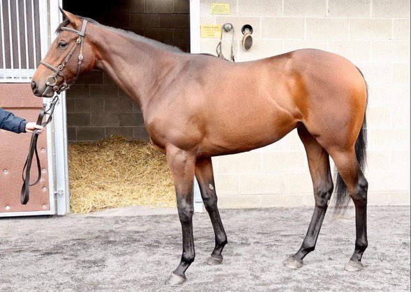 Picked up this nice No Nay Never filly (hip 284) <a href="/Goffs1866/">Goffs</a> today.   She is headed to <a href="/JackJdavisond/">JWDavisonracing</a>