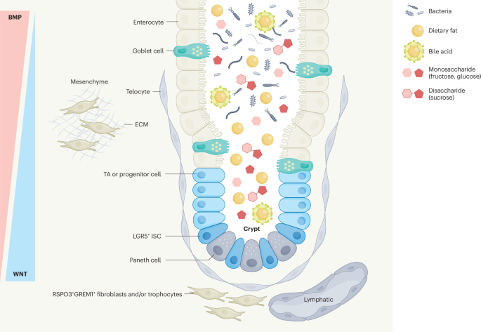 New online! Dietary and metabolic effects on intestinal stem cells in health and disease go.nature.com/3YaPESs