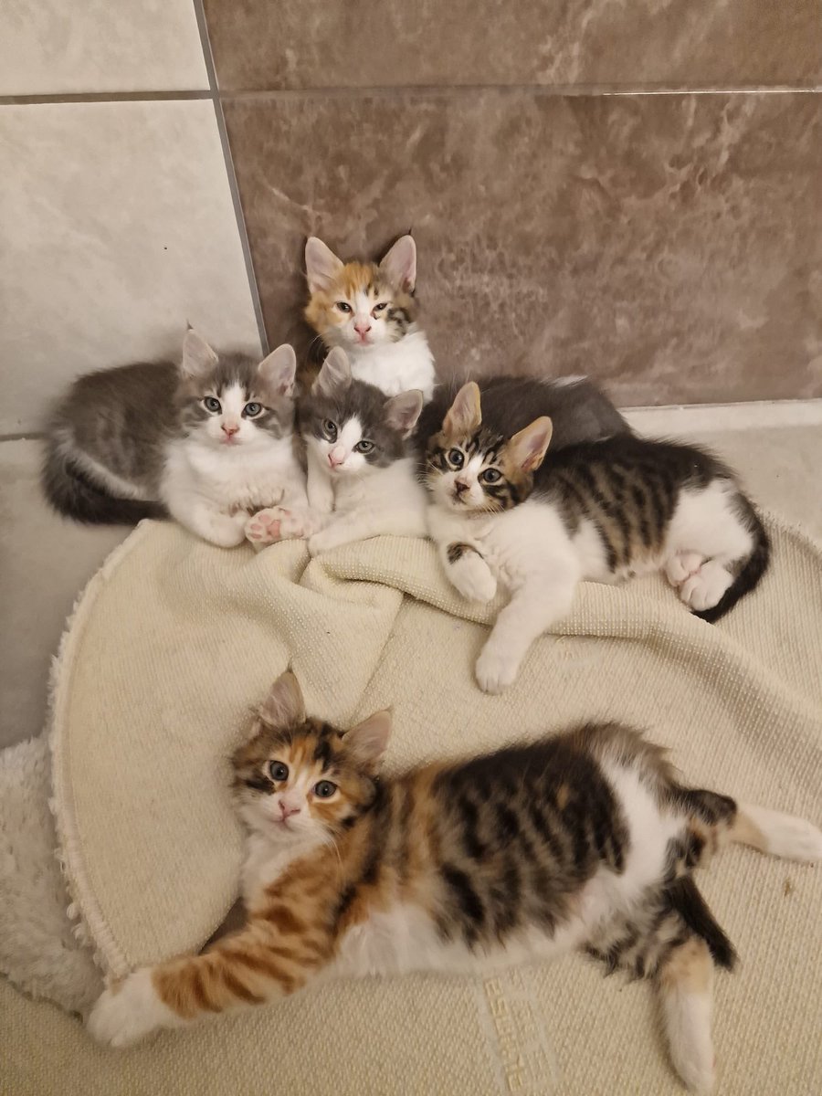 AsliBilicii's tweet photo. Bu yavruları 3 haftalıkken çocuklar annelerinin yanından alıp parka götürmüş. İlgilenen kişi kamera kaydından bakınca çocukların alıp götürdüğünü ve kedileri kaykaydan attıklarını, kafalarından tutup salladıklarını falan görmüş. Gönüllü arayıp bulmuş ve evine almış. 2 aylıklar. https://t.co/XmwKE7NXD5