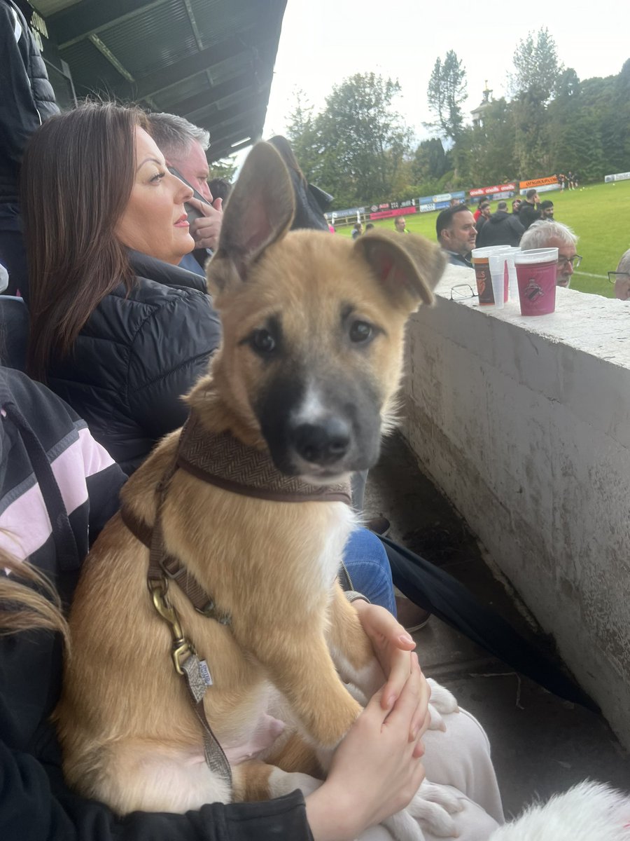 Mushiprop's tweet photo. Socialising Titch the pup at the local rugby club, fair to say he loved it! https://t.co/9nF4sxcmWj