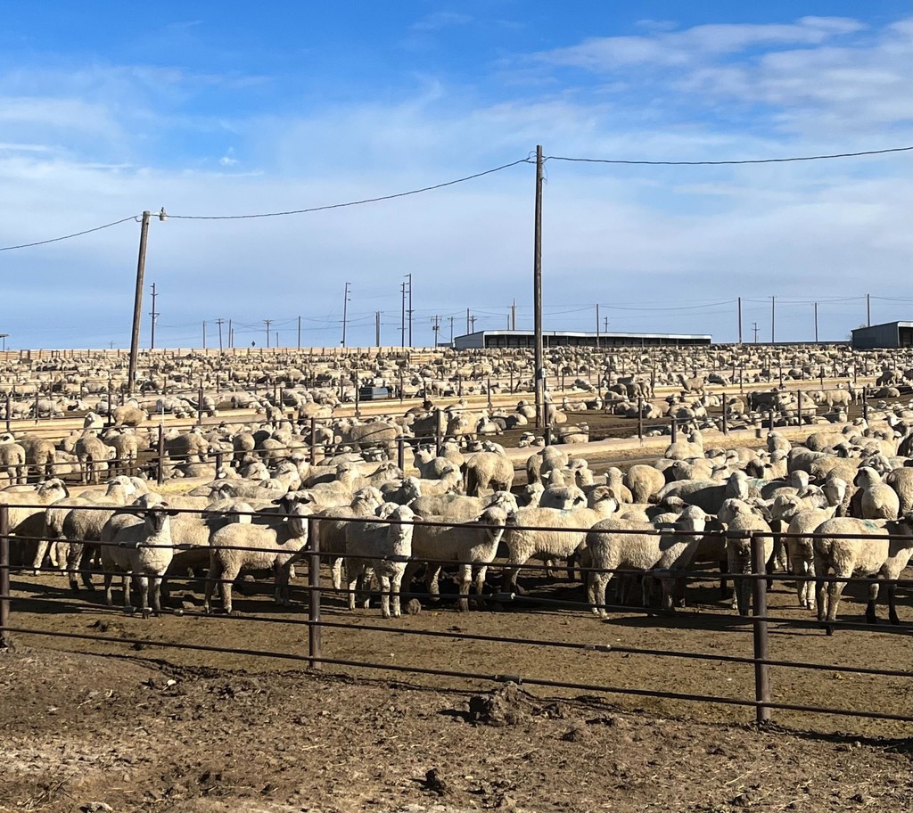 This November, Denver voters will decide if slaughterhouses should be banned within city limits. Tracy Ross, a reporter with <a href="/ColoradoSun/">The Colorado Sun</a>, discussed the national impact that ballot measures can have in her recent article linked here:  bit.ly/3ZLNDwY