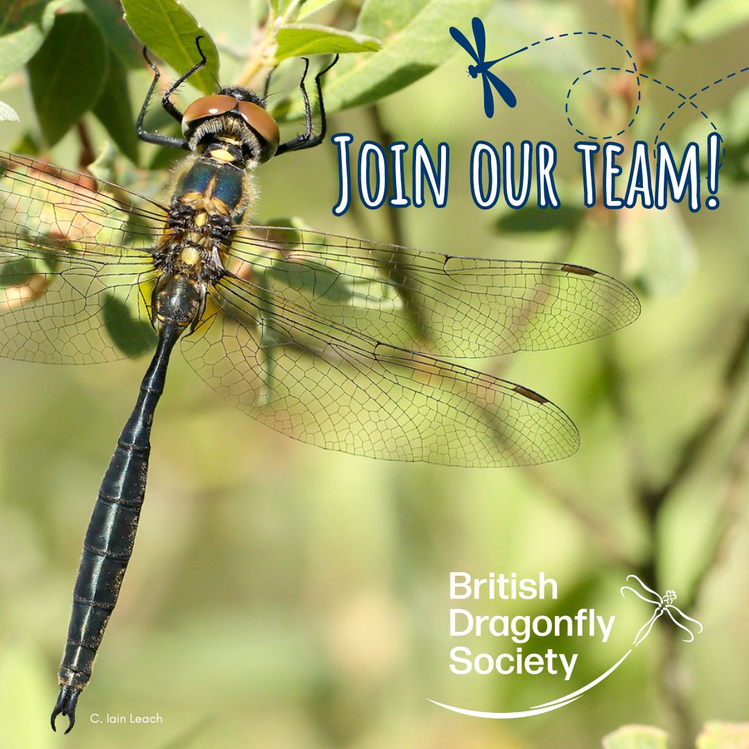 📢 We are #hiring! 📢

🐉 We are looking for a Scotland Project Officer to join Dragonflies on the Bog, a project focusing on habitat and species restoration for three of Scotland’s rarest dragonfly species!

Closing date: 2 Nov 2024
ℹ️ Apply now: loom.ly/P5cbAJE