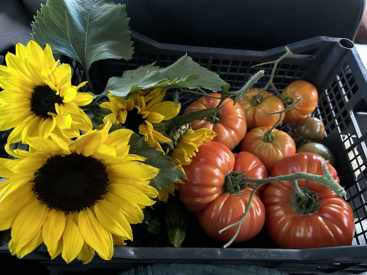 SamczykMira's tweet photo. Last of the tomatoes 🍅☺️
#allotment #GardeingX https://t.co/IqEZIj3H3C