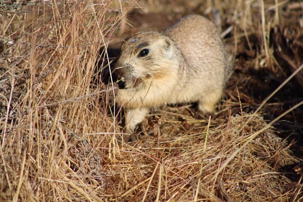 Move over, @natlparkservice #FatBearWeek, it's time for #FatPrairieDogWeek!

#DYK? The Utah prairie dog serves as a pivotal component within the ecosystem of southwestern Utah. These cute chonkers play a vital role in preserving the equilibrium and well-being of their habitat.