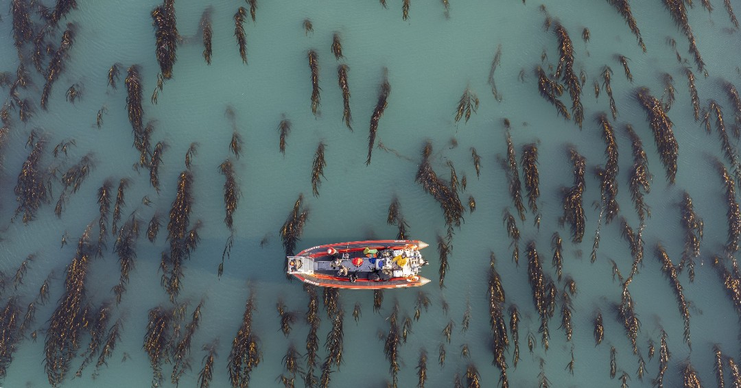 GreenWave tweet media