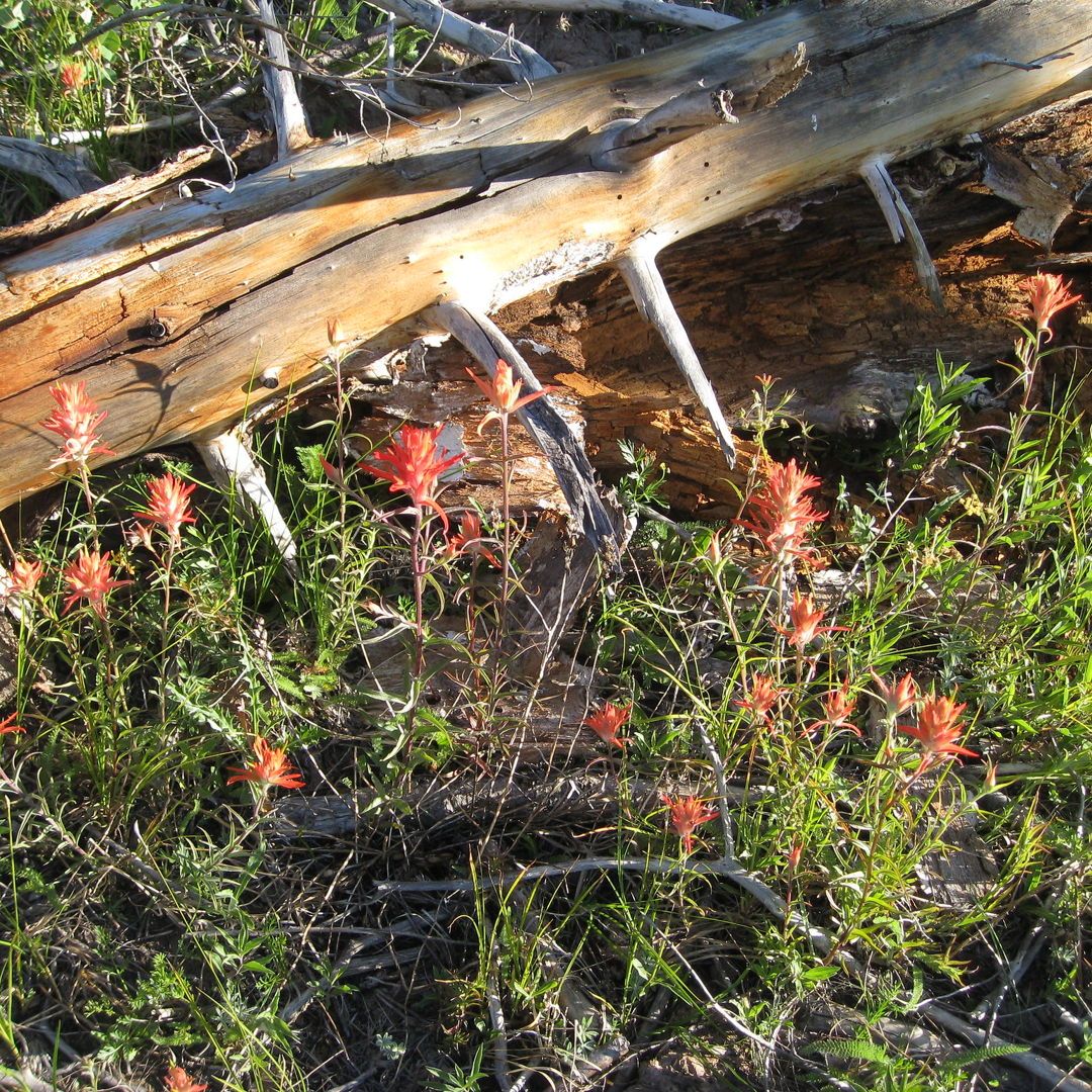 Castilleja linariifolia, commonly known as Wyoming Indian paintbrush, is a striking perennial plant native to the western United States. It is celebrated as the state flower of Wyoming but it is native to most western states. (photo by brewbooks)

#nativeplants #wildflowers