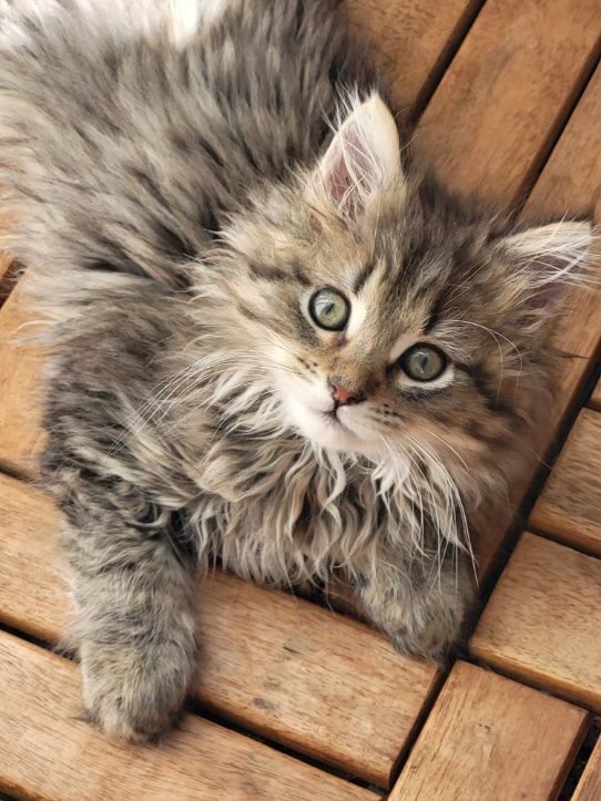 Poliluza's tweet photo. Мохнатый Шмель https://t.co/oUBYEzpx8F