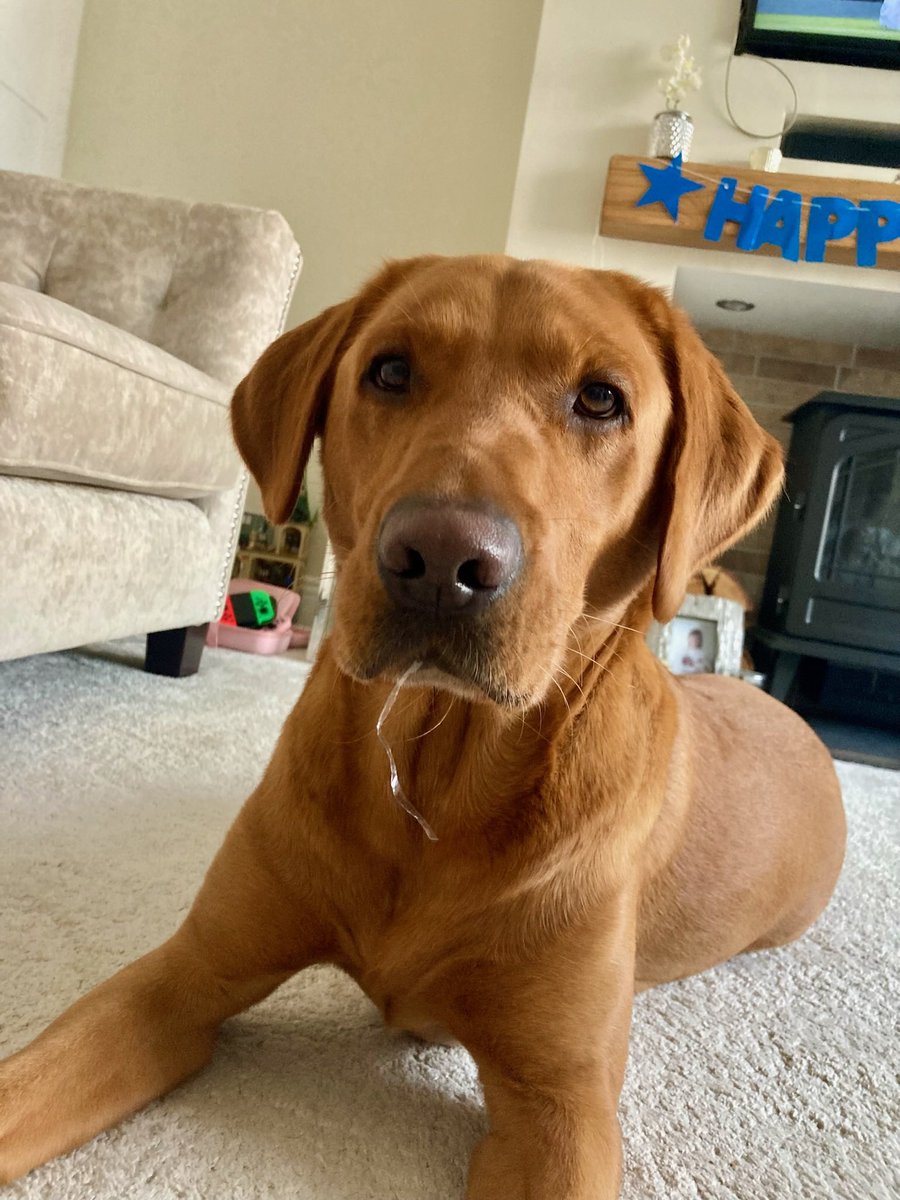 FayeEwoods's tweet photo. @FarnworthYear2 Hi Mrs Anthony, Orla wanted to show you pictures of her dog Simba 🦁🧡. He is a 3 year old red fox Labrador. https://t.co/cBiTo90F6Y